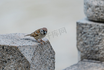 动物鸟类麻雀小鸟自然摄影图配图