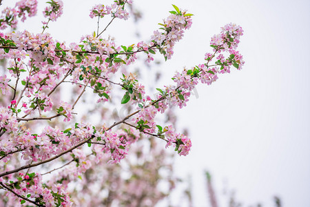 绿叶春季摄影照片_海棠早上海棠树树枝户外海棠摄影图配图