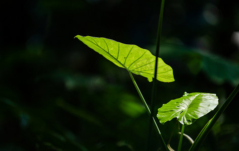 绿树枝摄影照片_植物绿植叶子阳光自然摄影图配图