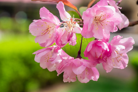 叶子素材摄影照片_植物白天桃花花朵植物园花枝摄影图配图