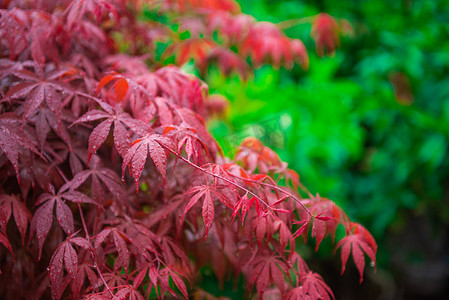雨中植物摄影照片_雨中的叶子下午红叶子室外摄影摄影图配图