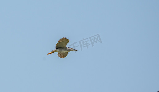 鸽子摄影图摄影照片_动物鸟类蓝天自然飞翔摄影图配图