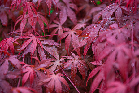 雨中的叶子下午红色叶子室外摄影摄影图配图
