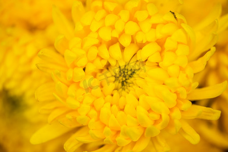 重阳节菊花白天黄色菊花户外菊花摄影图配图