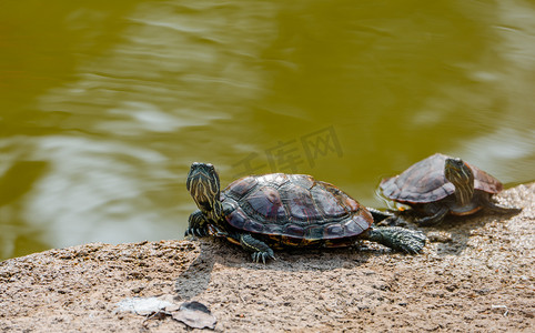 自然动物乌龟巴西龟岸边摄影图配图