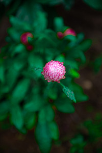 桑花摄影照片_雨中的格桑花朵下午格桑花室外摄影摄影图配图