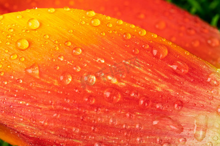 郁金香花朵摄影照片_植物早上郁金香花瓣室外雨滴水滴摄影图配图