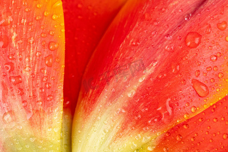 花瓣摄影照片_郁金香早上郁金香花瓣花田雨滴水滴摄影图配图