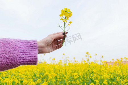 油菜花少女早上油菜花少女农田油菜花少女摄影图配图