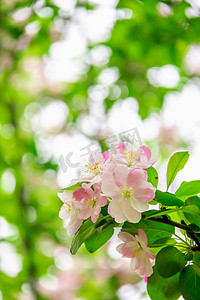 雨后海棠树摄影照片_海棠中午海棠花枝公园海棠开花摄影图配图