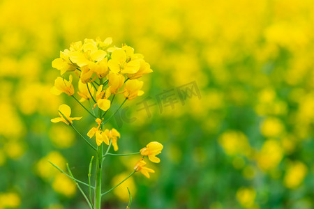 绿叶春季摄影照片_油菜花植物早上油菜花花朵户外油菜花开花摄影图配图