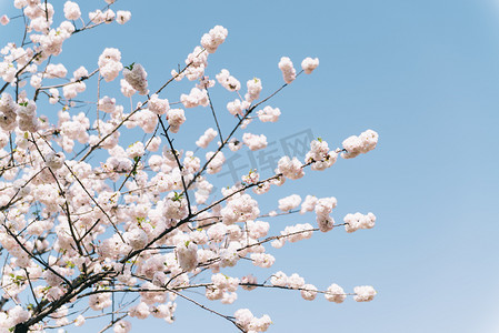 春景摄影照片_植物花朵春天白天樱花晚樱天空阳光盛开摄影图配图