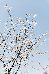 植物花朵春天晚樱樱花天空阳光盛开绽放摄影图配图