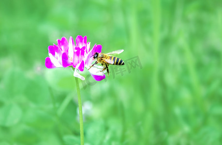 春天郊外田野上蜜蜂在花朵上采蜜摄影图配图
