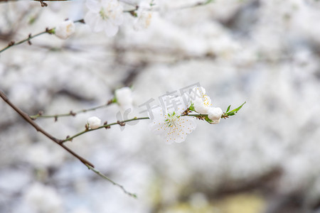 彩色春季摄影照片_花卉春天梨花花丛摇曳摄影图配图