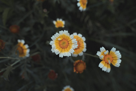 莫兰迪摄影照片_茼蒿花午后花室外无摄影图配图