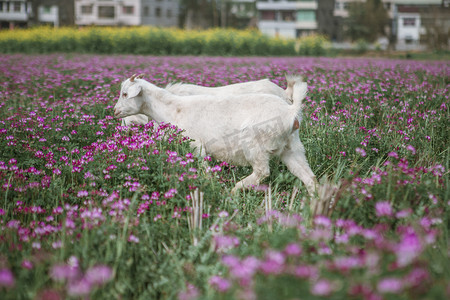 草地里的羊下午白羊田地吃草摄影图配图