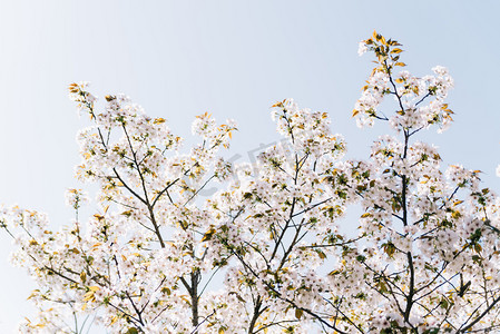 植物花朵春天白天晚樱樱花天空阳光绽放盛开摄影图配图