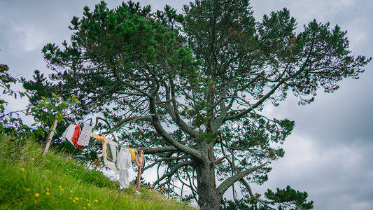 新西兰乌云大树霍比屯晾衣服霍比特摄影图配图
