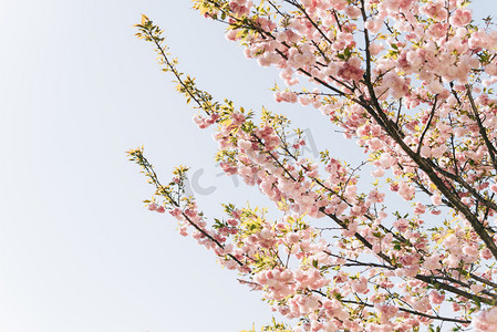 植物花朵春天晚樱樱花阳光天空绽放摄影图配图