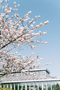 植物花朵春天樱花室外建筑盛开摄影图配图