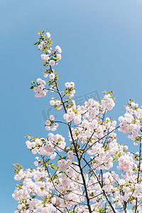 植物阳光摄影照片_植物花朵春天晚樱樱花天空盛开摄影图配图