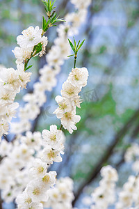 梨花适量摄影照片_花卉春日梨花花丛摇曳摄影图配图