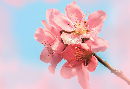 粉色桃花在春天里蓝天下阳光中盛开摄影图配图