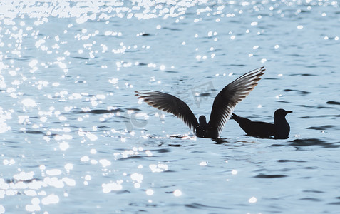 蓝色日系摄影照片_蓝色早晨海鸥湖面飞翔摄影图配图