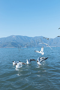 蓝色早上海鸥湖面旅游摄影图配图