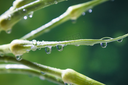 春分春天谷雨蒜苗二十四节气谷雨摄影图配图