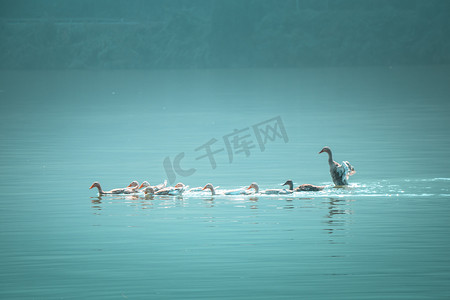 衣服泡在水里摄影照片_水里游得一群鸭下午鸭子湖水游摄影图配图