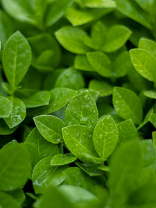 谷雨植物摄影照片_绿色植物白天植物户外静物摄影图配图