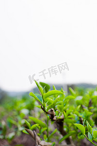 茶树清晨茶新芽冒出摄影图配图