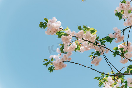 万物更生摄影照片_花朵植物春天晚樱樱花天空绽放摄影图配图