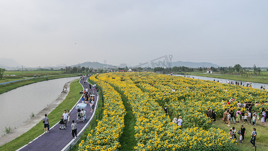 伊朗无花果干摄影照片_曹村向日葵花海下午向日葵农村无摄影图配图