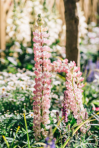 花朵植物春天白天羽扇豆室外公园盛开摄影图配图