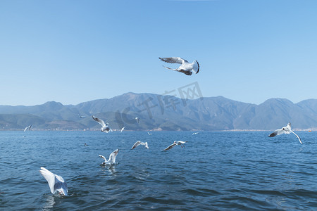 蓝色早晨海鸥湖面旅游摄影图配图