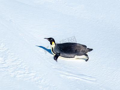 摄影照片_企鹅中午企鹅南极爬行摄影图配图