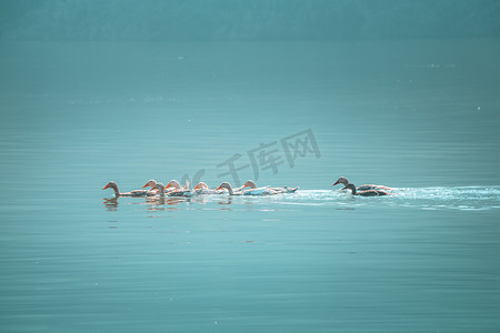 水面上游的一群鸭下午鸭子湖水游摄影图配图