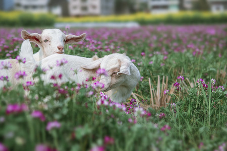白色小羊下午羊田地吃草摄影图配图