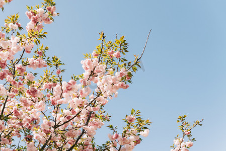 春景摄影照片_植物春天白天樱花晚樱阳光天空绽放盛开摄影图配图