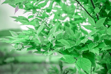 绿色树叶花摄影照片_春天绿色树叶绿色背景图摄影图配图