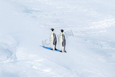 南极夏天企鹅冰面站立摄影图配图