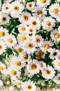 阳光雏菊摄影照片_植物花朵春天雏菊花卉室外阳光盛开摄影图配图