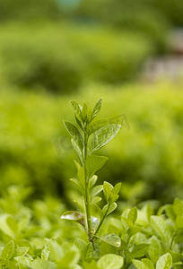 治愈清新摄影照片_绿色植物白天绿叶植物户外静物摄影图配图