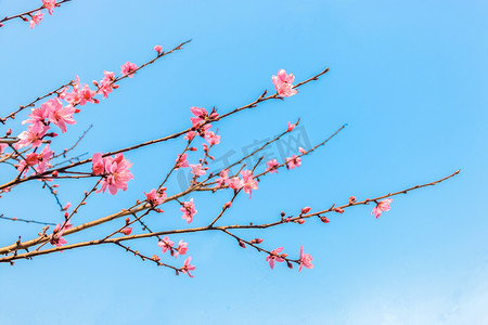 桃花花枝在蓝天下明媚阳光中盛开摄影图配图