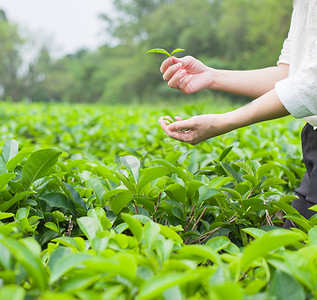 清明节卡通山摄影照片_采茶清晨茶树茶园采摘摄影图配图