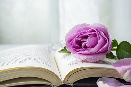 书上的紫色玫瑰花下午书本紫色玫瑰花室内静物摄影图配图