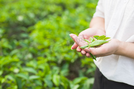 茶叶杀青摄影照片_采茶白天茶叶茶园采摘摄影图配图